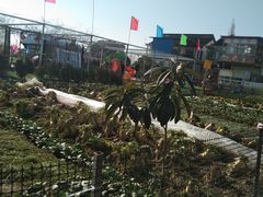 -小鱼草莓采摘园农家乐·小鱼餐厅