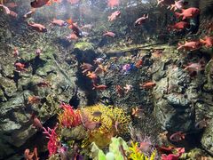 -太平洋海底世界