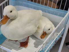 -怪兽屋·羊驼·猫咖·狗咖(俊华广场店)