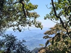 -天目山大树王景区