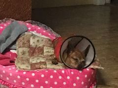 -伟伟宠物医院·CT影像中心·瑞派犬猫综合性门诊(汉口总院)