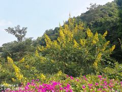 -火炉山森林公园