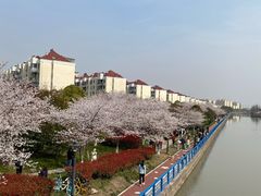 -高东镇樱花园