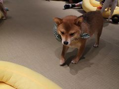 -逗柴咖啡屋·狗咖猫咖宠物桌游