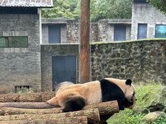 -都江堰中华大熊猫苑