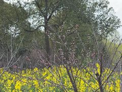 -南汇桃花村
