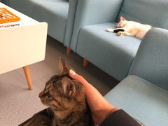 -爱妮康宠物医院·干细胞免疫细胞·肿瘤·心脏(张江店)