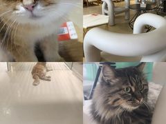 -藏猫猫咖啡主题馆(中央大道店)