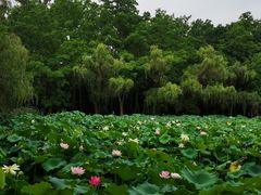 -洛阳市隋唐城遗址植物园