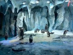 -帝企鹅自助餐厅•儿童岛•真企鹅(长隆企鹅酒店)