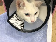 -伟伟宠物医院·CT影像中心·瑞派犬猫综合性门诊(汉口总院)