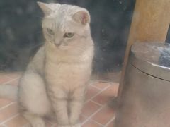 -猫咪博物馆(顶澳仔猫街店)