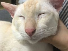 -泰妃堂.泰菜.夜宵(赤岗总店)