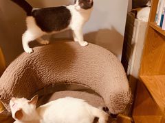 -Cappucimeow猫咪咖啡馆(韦伯时代店)