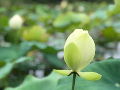 -木塔寺遗址生态公园