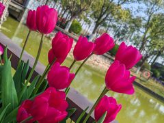 -上海鲜花港