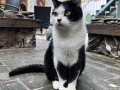 -喵屿·大理花园猫咖