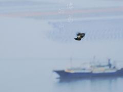 -大京沙滩