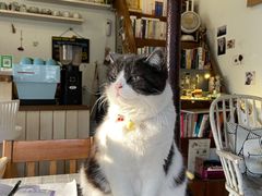 -海边的猫和咖啡馆