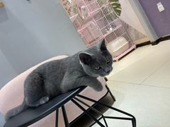 -藏猫猫咖啡主题馆(中央大道店)