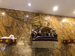-more than meow吴止猫主题餐厅(承德 中船汇店)