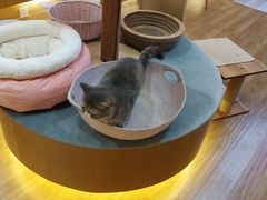 -滚猫咖啡·猫咖·猫友好撸猫(未来城店)