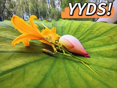 -野鸭湖国家湿地公园