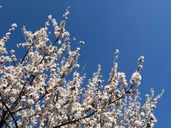 -鹫峰国家森林公园