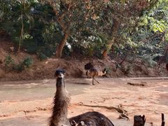 -深圳野生动物园