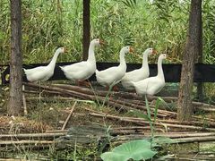 -铁道游击队纪念馆