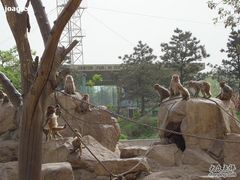 -西安秦岭野生动物园