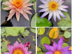 -中国科学院华南植物园