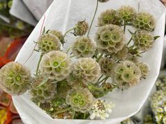 -循礼门鲜花花市(武汉循礼门店)