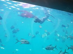 -瑞德姆美人鱼海底演艺主题餐厅(亚龙湾店)