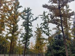-洨河生态公园