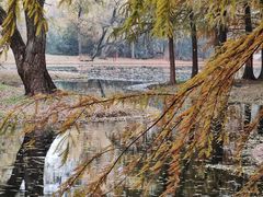 -上海共青森林公园