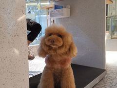 -momokira米努特·德文卷毛猫·棉花面纱犬