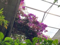 -呀路古热带植物园