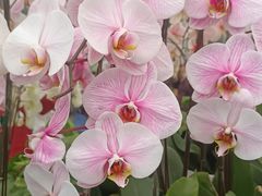 -上海鲜花港