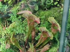 -国家植物园南园