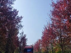 -南京枫彩漫城