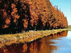 -黄海国家森林公园