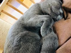 -猫和宫(六道口店)