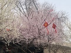 -春风习习