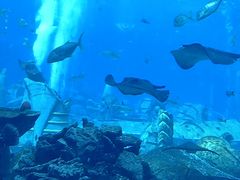-亚特兰蒂斯•OSSIANO奥西亚诺海底餐厅