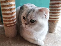 -飞行喵MR PILOT|猫舍·猫咖(静安大融城店)