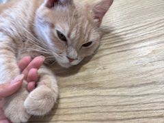 -楼上猫咖(罗湖店)