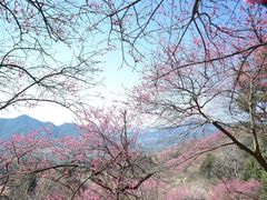 -新建村梅花