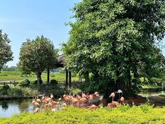 -东寨港红树林旅游区