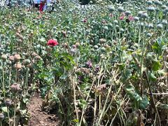 -国家植物园南园